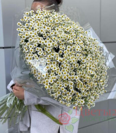 Букет из 51 ромашек