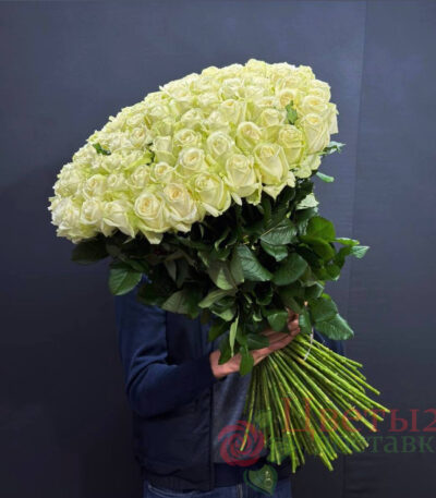 Роза белый 71 шт