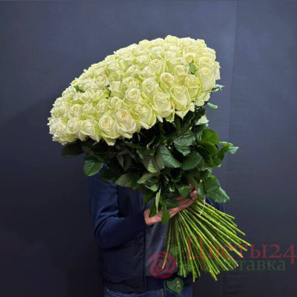 Роза белый 71 шт